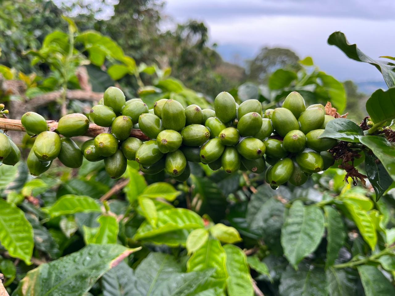 The Low-Caffeine Option, A Growing Appeal  Eternal Spring LLC